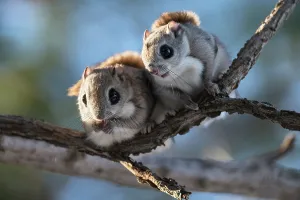 Pair of Siberian flying squirrel (Pteromys volans orii) emerging from nest early in morning during winter reproductive season. Hokkaido, Japan. March