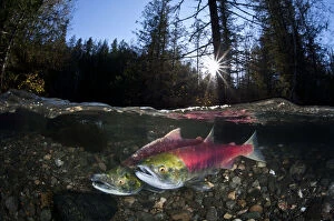 Adams River Gallery: Pair of Sockeye salmon (Oncorhynchus nerka) on their redd in a shallow stream