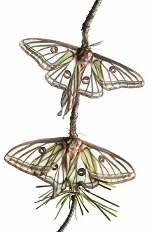 Pair of Spanish luna / Isabelline moths (Graellsia isabellina) on twig, Queyras Natural Park
