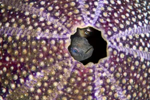 Goby Prints: Pair of Spot gobies (Gobiusculus flavescens) nesting in a old Common sea urchin