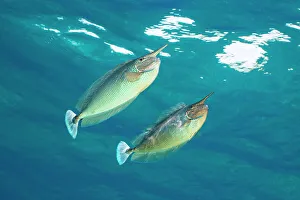 Maldive Islands Prints: Pair of Spotted unicornfish (Naso brevirostris) courtship display above the reef