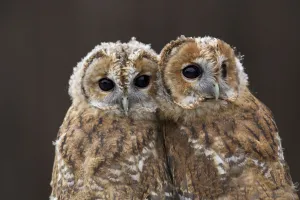 Chicks Prints: Pair of Tawny owl chicks (Strix aluco) head portrait