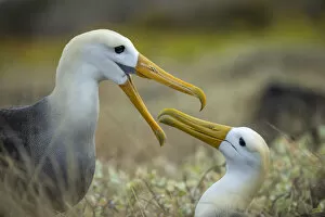 Images Dated 27th November 2021: Pair of Waved albatross (Phoebastria irrorata) courtship, Espanola Island, Galapagos