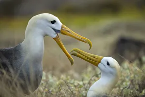 Pair of Waved albatross (Phoebastria irrorata) courtship, Espanola Island, Galapagos