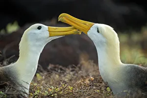 Punta Suarez Prints: Pair of Waved albatrosses (Phoebastria irrorata) billing as greeting