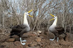 Pair of Waved albatrosses (Phoebastria irrorata) performing complex courtship dance. Punta Suarez, Espanola Island, Galapagos Islands, Ecuador
