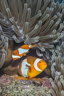 Amphiprion Gallery: Pair of Western clown anemonefish (Amphiprion ocellaris) spawning orange eggs on the