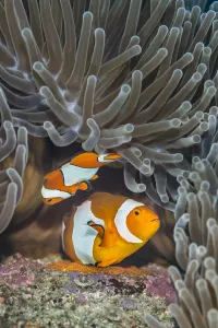 Pair of Western clown anemonefish (Amphiprion ocellaris) spawning orange eggs on