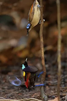 Pair of Wilson's birds of paradise (Cicinnurus respublica), male performing courtship display to female from a