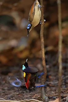 Paradisaeidae Prints: Pair of Wilson's birds of paradise (Cicinnurus respublica)