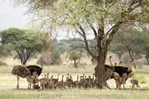 Ratite Prints: Three pairs of Masai ostriches (Struthio camelus massaicus) resting in shade of tree with brood of chicks