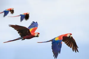 Arini Gallery: Pairs of Scarlet Macaws (Ara macao) in flight. Osa Peninsula (near Corcovado National Park)