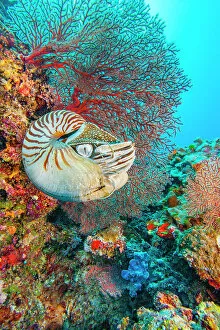 Palau chambered nautilus (Nautilus belauensis) in front of red Sea fan (Gorgonia) on a vibrant coral reef, Palau