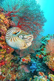 Shell Prints: Palau chambered nautilus (Nautilus belauensis) in front of red Sea fan (Gorgonia) on a vibrant coral reef