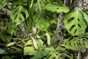 Colombia Prints: Pale-breasted thrush (Turdus leucomelas) perched in tree