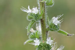 Boraginaceae Prints: Pale bugloss (Echium italicum biebersteinii) flowering in coastal sand dunes