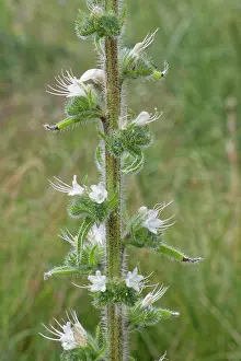 Boraginaceae Prints: Pale bugloss (Echium italicum biebersteinii) flowering spike in coastal sand dunes