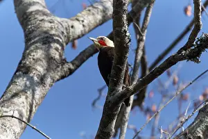 Woodpecker Prints: Pale-crested woodpecker (Celeus lugubris) perched in tree, Chaco Province, Argentina