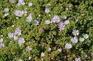 Succulents Prints: Pale dewplant (Drosanthemum floribundum) in flower