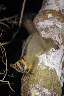 Myrtales Prints: Pale fork-marked lemur (Phaner pallescens)