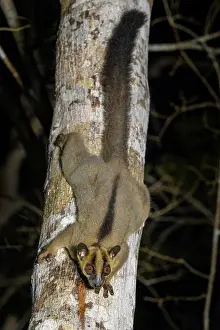 Myrtales Prints: Pale fork-marked lemur (Phaner pallescens)