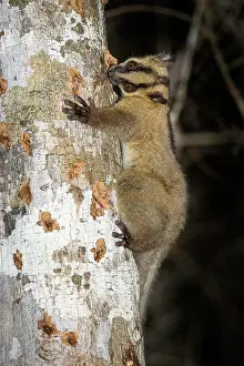 Menabe Prints: Pale fork-marked lemur (Phaner pallescens) climbing down tree (Terminalia sp)