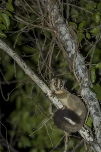 Cheirogaleidae Prints: Pale fork-marked lemur (Phaner pallescens) in search for food at night