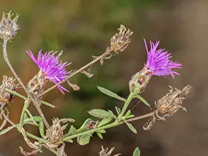 Centaurea Prints: Pale knapweed (Centaurea deusta) in flower, nr. Sugano, Orvieto, Italy. November
