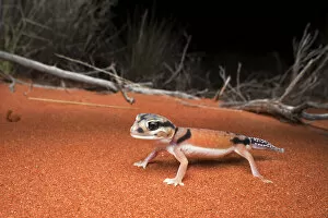 Pale knob-tailed gecko (Nephrurus laevissimus), Mt. Connor area, Northern Territory