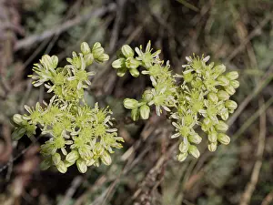 Saxifragales Prints: Pale stonecrop (Petrosedum sediforme) in flower, Briancon, Haute-Alpes, France. July