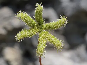 Saxifragales Prints: Pale stonecrop (Petrosedum sediforme) in flower, Briancon, Haute-Alpes, France. July