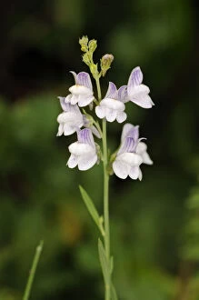 Pale toadflax (Linaria repens), a rare plant in Surrey. Park Downs