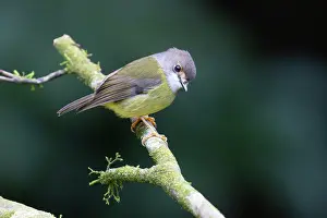 Petroicidae Prints: Pale yellow robin (Tregellasia capito) perched on branch