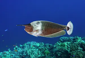 Acanthuridae Prints: Palefin unicornfish (Naso brevirostris) portrait