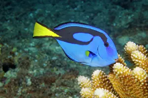 Acanthuridae Prints: Palette surgeonfish (Paracanthurus hepatus) portrait, Guam, Micronesia, Pacific Ocean