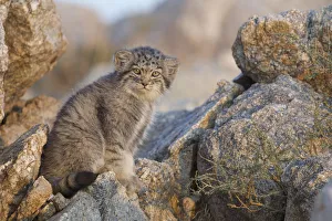 Pallas cat kittens (Otocolobus manul) Sukhe-Batar Aimag, South Gobi Desert, Mongolia