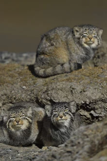 Images Dated 7th October 2016: Pallass cat (Otocolobus manul) three cats, Tibetan Plateau, Qinghai, China