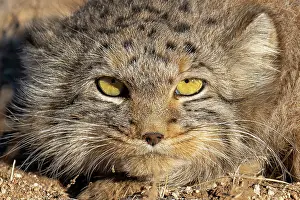 Spotted Prints: Pallas's cat (Otocolobus manul) head portrait, Margaz Mountains, Western Mongolia