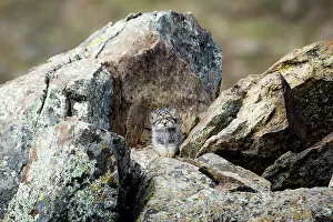 Camouflage Gallery: Pallas's cat (Otocolobus manul) kitten waiting at den for mother to return, Mongolia. June. 2017
