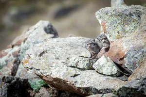 Waiting Prints: Two Pallas's cat (Otocolobus manul) kittens waiting at their den for their mother to return from hunting