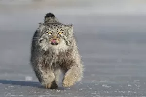 2020 May Highlights Collection: Pallass cat (Otocolobus manul) licking lips whilst running over ice. East Mongolia