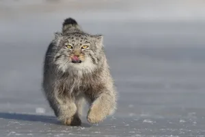 Pallass cat (Otocolobus manul) licking lips whilst running over ice. East Mongolia