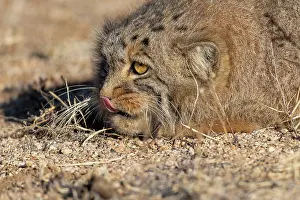 Spotted Prints: Pallas's cat (Otocolobus manul) licking its nose