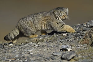 Images Dated 7th October 2016: Pallass cat (Otocolobus manul), Qinghai, China