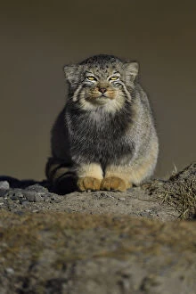 Images Dated 7th October 2016: Pallass cat (Otocolobus manul) resting, Tibetan Plateau, Qinghai, China