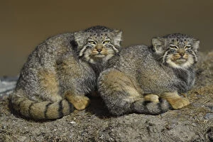 Friendship Collection: Pallass cat (Otocolobus manul) two sitting side by side, Tibetan Plateau, Qinghai