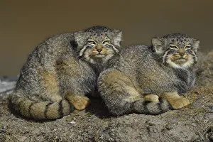 Friendship Collection: Pallass cat (Otocolobus manul) two sitting side by side, Tibetan Plateau, Qinghai