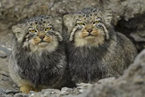 Images Dated 7th October 2016: Pallass cat (Otocolobus manul), two sitting side by side, Qinghai, China