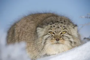 Pallass cat (Otocolobus manul) in snow, Gobi Desert, Mongolia. December