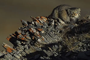 Pallass cat (Otocolobus manul) Tibetan Plateau, Qinghai, China